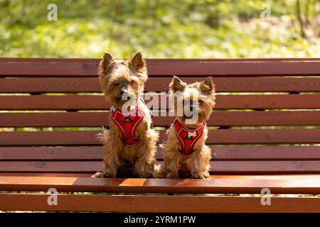 Zwei Erwachsene Yorkshire Terrier Hunde sitzen auf einer Parkbank Stockfoto