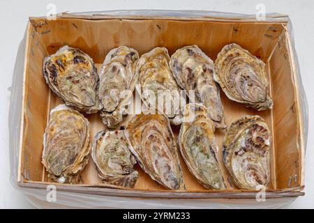 Frische Austern Muscheln in Holz Crate Box Meeresfrüchte Stockfoto