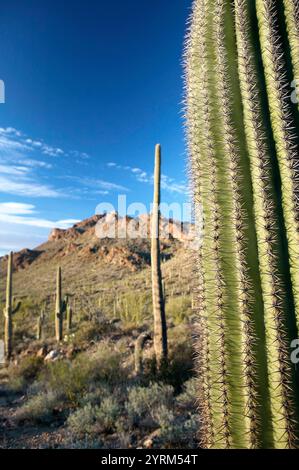 Blick auf die Tucson Berge im Licht des späten Nachmittags mit Saguaro-Kakteen. Tucson. Arizona, USA Stockfoto