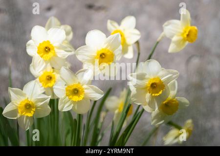 Klein geschälte Narzissen mit weißer Krone und gelber Tasse. Weiße und gelbe Narzissen (Narcissus) john Evelyn blühen in einem Garten. Stockfoto