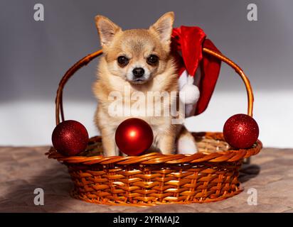 Ein kleiner rothaariger Weihnachts-chihuahua sitzt in einem Weidenkorb mit roten Weihnachtskugeln Stockfoto