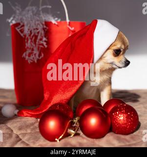 Ein kleiner rothaariger Chihuahua-Weihnachtshund sitzt zwischen sechs roten Weihnachtsbaumkugeln und einer roten Geschenktüte, mit einem großen Weihnachtsmann-Hut auf dem Kopf. Stockfoto