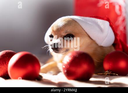 Ein kleiner rothaariger Chihuahua-Weihnachtshund liegt umgeben von roten Weihnachtskugeln, mit einem großen Weihnachtsmann-Hut auf dem Kopf und sieht verdorben aus Stockfoto