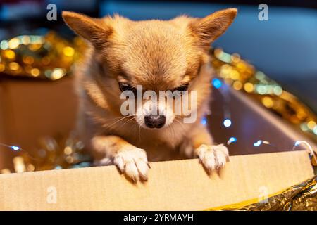 Ein Blick auf eine Pappschachtel, in der ein kleiner Ingwerhund Chihuahua auf seinen Hinterbeinen zwischen den goldenen Weihnachtsdekorationen steht und nach unten blickt. Stockfoto