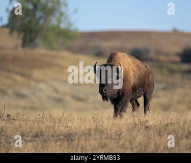 Einzelbison in der North Unit des Theodore Roosevelt National Park in der Nähe von Watford City, North Dakota Stockfoto