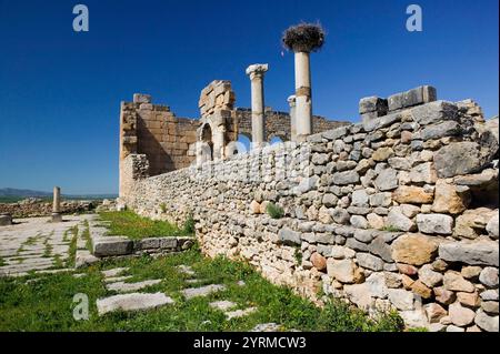 Marokko-Volubilis: Römische Stadt aus dem 2. Und 3. Jahrhundert n. Chr., verlassen von Römern im Jahr 280 n. Chr. - Kapitol mit Storchennestern auf Säulen Stockfoto