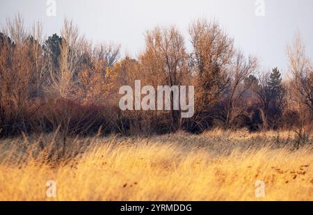 Im Spätherbst verfärbten sich die Wiesengräser gelb und trockneten aus, der Wald schüttet fast alle Blätter ab. Stockfoto