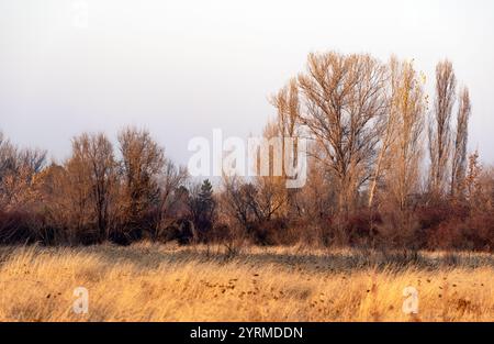 Im Spätherbst verfärbten sich die Wiesengräser gelb und trockneten aus, die Büsche und Bäume werfen fast ihr gesamtes Laub ab. Stockfoto