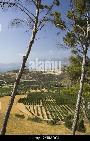 Kretische Landschaft rund um Phaestos. Provinz Iraklio. Kreta. Griechenland Stockfoto