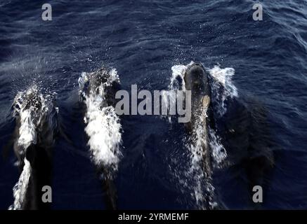 Delfine im Atlantik - Ozeanbegleiter auf dem Weg. Eine Horde Delfine durchquert das Wasser und zeigt die Schönheit und Harmonie der Meereslebewesen. Stockfoto