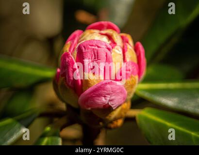 Nahaufnahme einer Rhododendron-Fulvum-Knospe mit leuchtenden rosafarbenen Blüten, umgeben von grünem Laub im Frühling. Stockfoto