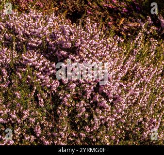 Heather Erica darleyensis Rosalena im Frühlingssonnenlicht in einem britischen Garten, Stockfoto