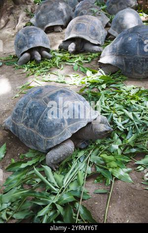 Aldabra Riesenschildkröte (Aldabrachelys Elephantina), Victoria Botanical Gardens, Mahe Island, Seychellen Stockfoto