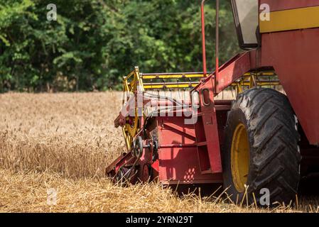 Mähdrescher bei der Arbeit auf Weizenfeld, detaillierte Darstellung der Schneidleiste. Stockfoto
