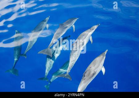 Eine Gruppe von gewöhnlichen Delfinen, die in klaren Gewässern des blauen Ozeans schwimmen, von oben erfasst Stockfoto