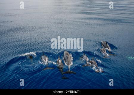 Gruppe von Delfinen, die an einem sonnigen Tag durch das ruhige Wasser des Ozeans schwimmen Stockfoto