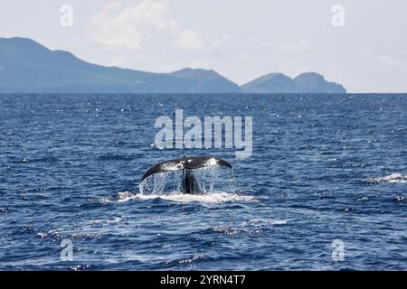 Buckelwal Tail Spritzt Die Meeresoberfläche Mit Inselhintergrund Stockfoto