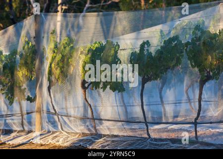 Australien, Victoria, VIC, Yarra Valley, Weinberge unter Netzgewebe. Stockfoto