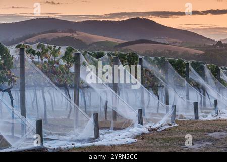 Australien, Victoria, VIC, Yarra Valley, Weinberge unter Netzgewebe, Dämmerung. Stockfoto