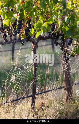 Australien, Südaustralien, Fleurieu Peninsula, McLaren Vale Wine Region, McLaren Vale, Blick auf die Weinberge. Stockfoto