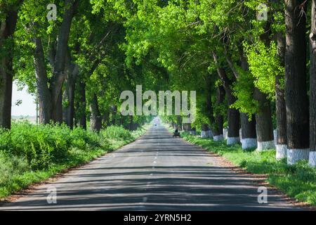 Rumänien, Donaudelta, Salcioara, Landstraße. Stockfoto