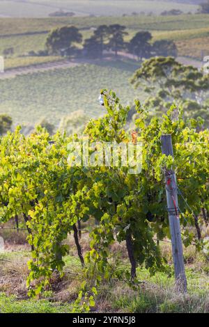 Australien, Südaustralien, Fleurieu Peninsula, McLaren Vale Wine Region, McLaren Vale, Blick auf die Weinberge. Stockfoto