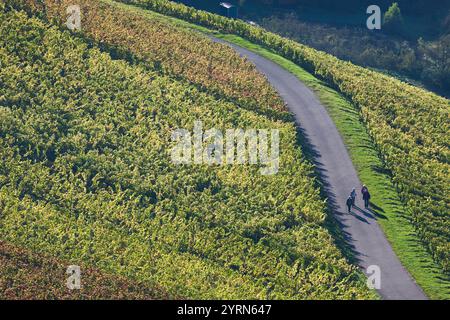 Deutschland, Baden-Württemberg, Stuttgart-Uhlbach, Weinberge oberhalb unter-turkheim, Herbst. Stockfoto