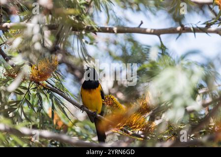 Schwarz belüftete Oriole (Icterus wagleri) auf einer Zweigstelle in Oaxaca, Mexiko Stockfoto