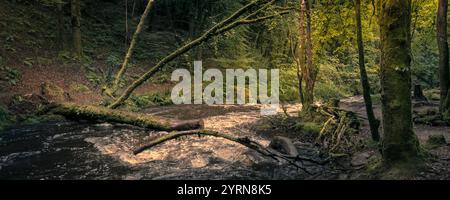 Golitha Falls. Ein Panoramablick auf den Fluss Fowey, der durch den alten Wald von Draynes Wood auf Bodmin Moor in Cornwall in Großbritannien fließt. Stockfoto