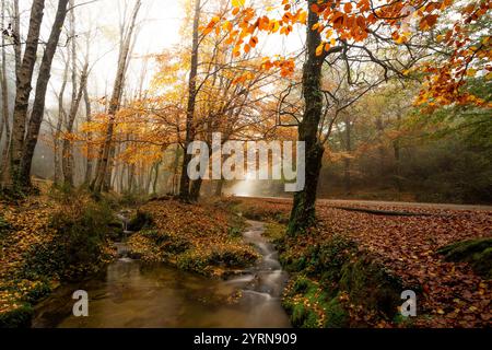 Der Weg von Mata da Albergaria im Nationalpark Geres während der Herbstsaison, Portugal. Stockfoto