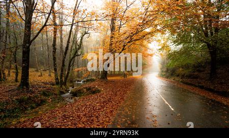 Der Weg von Mata da Albergaria im Nationalpark Geres während der Herbstsaison, Portugal. Stockfoto