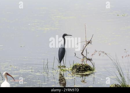 Kleiner Blaureiher (Egretta caerulea) an der Küste des Bundesstaates Vera Cruz, Mexiko Stockfoto