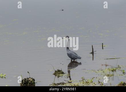 Kleiner Blaureiher (Egretta caerulea) an der Küste des Bundesstaates Vera Cruz, Mexiko Stockfoto