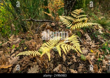 Gelbe Herbstfarne, die unter den gefallenen Eichenblättern im Wald wachsen Stockfoto