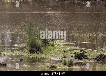 Ein junger Gelb gekrönter Nachtreiher (Nyctanassa violacea) auf einem Sumpfgebiet an der Küste des mexikanischen Bundesstaates Vera Cruz. Stockfoto