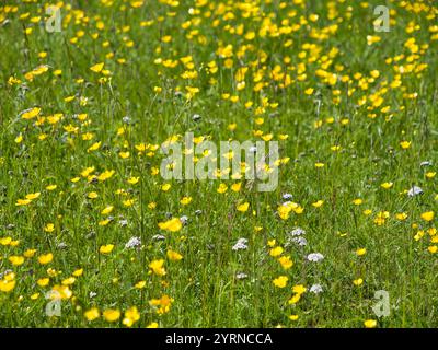Gelbe Butterblumen und andere Wildblumen, die auf einem Feld in Nordschweden wachsen. Fokussieren Sie in der Mitte des Bildes mit geringer Schärfentiefe. Stockfoto