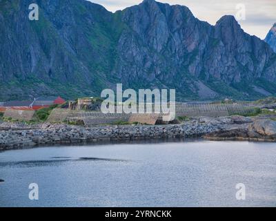 Svolvaer, Norwegen - 19. Juni 2024: Kabeljauköpfe trocknen auf Holzrahmen in Svolvaer in Nordnorwegen. Sie werden als Teil des größeren Viehfisches t ausgeführt Stockfoto