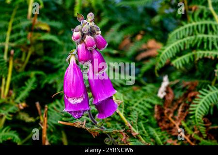 Einheimischer Fingerhut (Digitalis purpurea) in der Blüte im August in der Nähe des Meeres bei Caherkeem, Beara Peninsula, West Cork, Irland Stockfoto