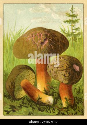 Langweiliger brauner Bolet Xerocomus subtomentosus, (Identifikationsbuch, 1916), Ziegenlippe Stockfoto