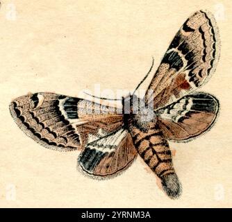 Pale Tussock Calliteara pudibunda, (Naturhistorisches Buch, 1861), Buchen-Streckfuß Stockfoto