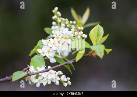 Weiße Blüten der Vogelkirsche (Prunus padus). Blühende Vogelkirsche an einem Frühlingstag. Frühling Hintergrund. Naturhintergrund Stockfoto