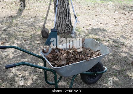 Schubkarre voller gesammelter trockener Blätter und Gartenwerkzeuge, die sich an einen Baum lehnen Stockfoto