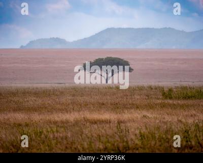 Serengeti-Landschaft mit einsamen Bäumen im hellen Dunst. Der Vordergrund ist leicht unscharf. Stockfoto