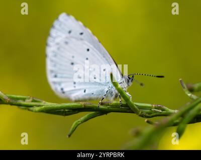 Weißer Schmetterling auf olivgrünem, verschwommenem Hintergrund. Es eignet sich für Studien über Natur und Schmetterlinge. Stockfoto