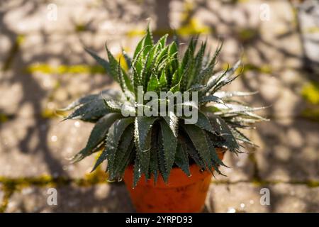 Schnürt Aloe in einen Topf, von oben gesehen Stockfoto