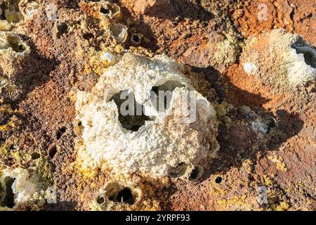 Bunte Säure in Dallol, Danakil-Depression, Äthiopien Stockfoto