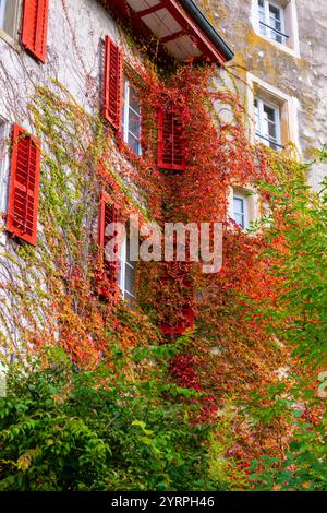 Wunderschönes traditionelles Haus mit Zweigbaum im Herbst in der Altstadt an einem sonnigen Tag im Herbst in Olten, Kanton Solothurn, Schweiz. Stockfoto