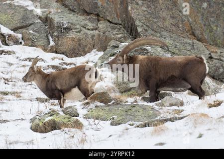 Alpensteinbock, Capra Steinbock, männlich und weiblich in der Furche, Gran Paradiso Nationalpark, Italien Stockfoto