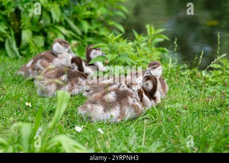 Ägyptische Gänseküke, alopochen aegyptiaca im Frühjahr, Tier und Wasservogel Stockfoto