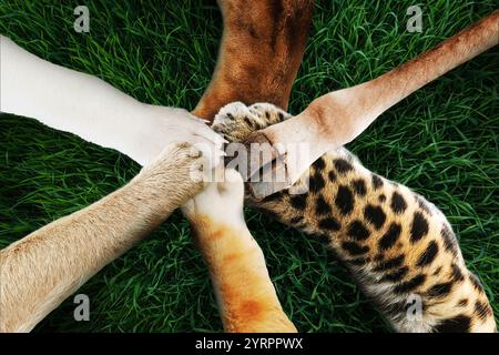 Lustige Tiere halten ihre Pfoten zusammen, von oben. Teamarbeit und Erfolg, kreative Idee. Löwe, Hund, Katze, Affe, Leopard und Giraffe zusammen. Unternehmen Stockfoto